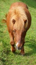 Horse on a piece of land in the countryside that is surrounded by a fence. Horse in need of care and health. Royalty Free Stock Photo