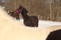 A horse with a pink bridle on a winter day Royalty Free Stock Photo