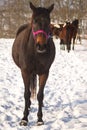 A horse with a pink bridle on a winter day Royalty Free Stock Photo