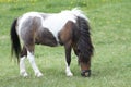 Horse, Pinto Colored Royalty Free Stock Photo