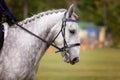 Horse With Plaited Mane In Show Ring