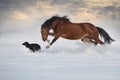 Horse play with dog Royalty Free Stock Photo