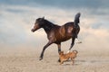 Horse play with dog Royalty Free Stock Photo