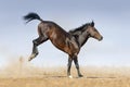 Horse play jump Royalty Free Stock Photo