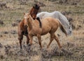 Horse Play In The Pasture Royalty Free Stock Photo