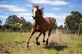 a horse playfully running in a paddock, with its mouth wide open