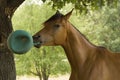 Horse playing with ball Royalty Free Stock Photo