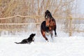 Horse playing with a dog Royalty Free Stock Photo