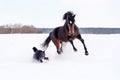 Horse playing with a dog