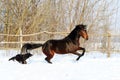 Horse playing with a dog Royalty Free Stock Photo