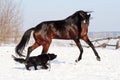 Horse playing with a dog Royalty Free Stock Photo