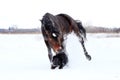 Horse playing with a dog Royalty Free Stock Photo