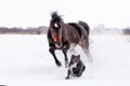 Horse playing with a dog Royalty Free Stock Photo