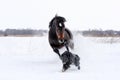 Horse playing with a dog Royalty Free Stock Photo