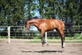 Horse playing in the paddock Royalty Free Stock Photo