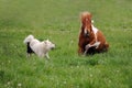 The horse plays with dog Royalty Free Stock Photo