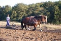 Horse ploughing in Poland