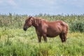 Horse in Narew National Park, Poland Royalty Free Stock Photo