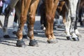 Horse police legs Royalty Free Stock Photo