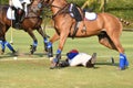 Horse polo player is a accident in match Royalty Free Stock Photo