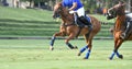 Horse Polo Player battle Royalty Free Stock Photo