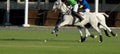 Horse Polo Player battle in match. Royalty Free Stock Photo