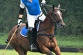 Horse polo player in the blue polo shirt are riding a horse in polo match Royalty Free Stock Photo