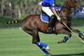 Horse Polo Player and Ponies in Match.