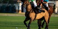 Horse polo player use a mallet hit ball. Royalty Free Stock Photo