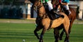 Horse polo player use a mallet hit ball, battle in horse polo sport Royalty Free Stock Photo