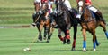 Horse polo player use a mallet hit ball. Royalty Free Stock Photo