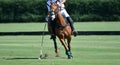 Horse polo player use a mallet hit ball