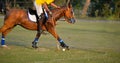 Horse Polo player use mallet hit polo ball Royalty Free Stock Photo