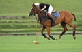 Horse polo player use a mallet hit ball in tournament. Royalty Free Stock Photo