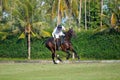 Polo player use a mallet hit ball in tournament. Royalty Free Stock Photo