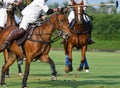 Horse Polo players are competing Royalty Free Stock Photo