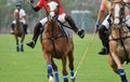 horse polo players are competing in the field Royalty Free Stock Photo