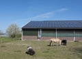 horse and ponies near barn with solar panels in the netherlands on sunny spring day