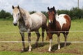 Horse and Pony Royalty Free Stock Photo