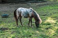 Horse pony. He bows his head and grazes the grass. Behind the horse is an old pot, a watering can Royalty Free Stock Photo