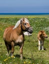 Horse and Pony in Field Royalty Free Stock Photo