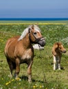 Horse and Pony in Field