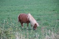 Horse pony grazing in the meadow