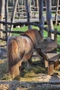 Horse pony Royalty Free Stock Photo