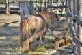 Horse pony shetland Royalty Free Stock Photo