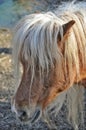 Portrait horse pony