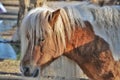 Horse pony