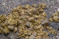 Horse poo, excrement on a road, covered with flies and other insects - natural fertilizer for farming. Concept of carbon footprint