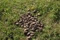 Horse poop on the grass in the summer field. Horse excrement