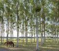 horse between poplar trees in Parc naturel regional Loire-Anjou-Touraine Royalty Free Stock Photo